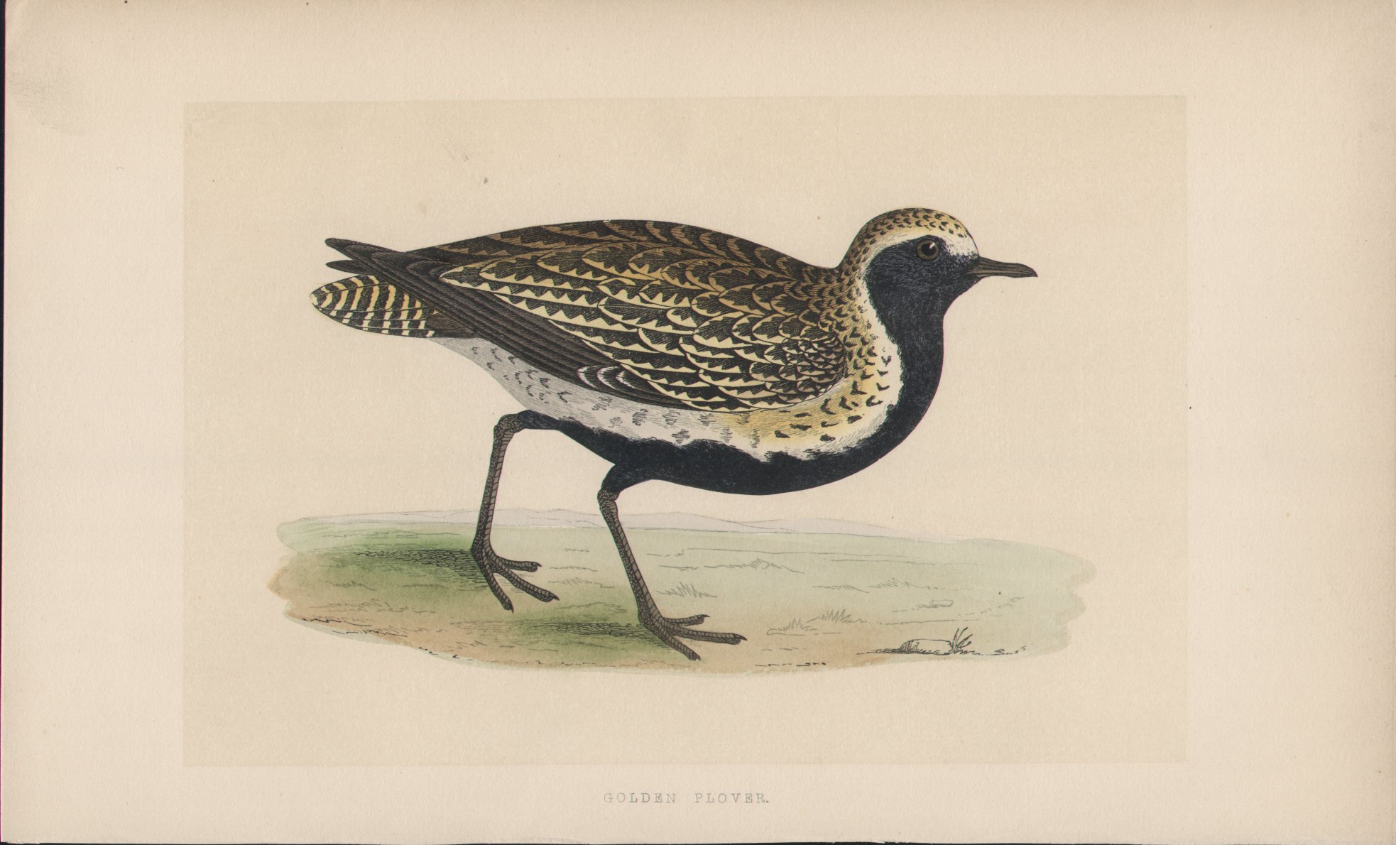 Wood - Golden Plover - Fawcett